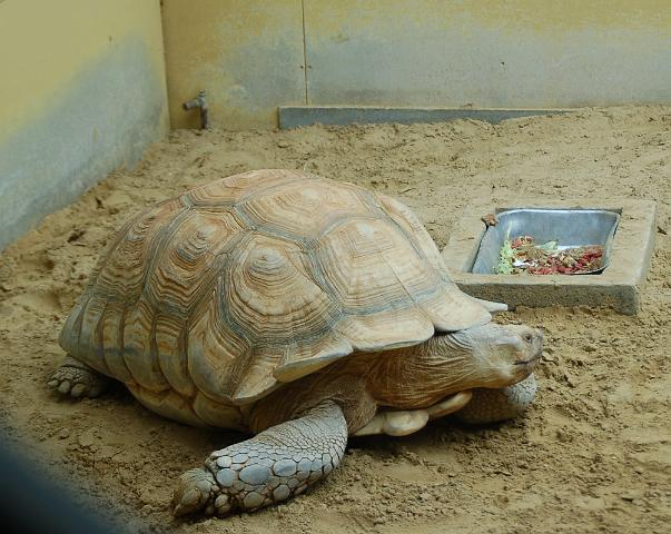 dierentuin emmen_0812